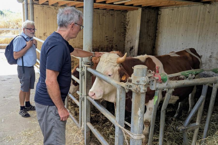 De koe bij de horens vatten op de abdijboerderij © Pastorale zone Leuven aan de Dijle
