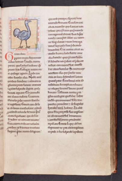 De krijsende kraanvogel (AGSB, Ms. 89/54, fol. 34r) © Stad Brugge