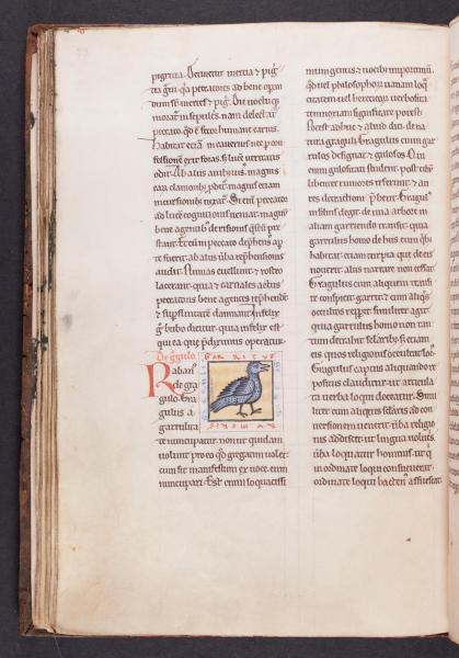 De babbelzieke kauw (AGSB, Ms. 89/54, fol. 37v)  © Stad Brugge