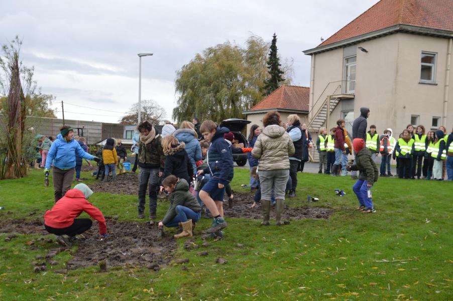 Klassen uit basisscholen in Hoogleden trokken eropuit om 1.375 bloembollen te planten. © Frans Demuynck