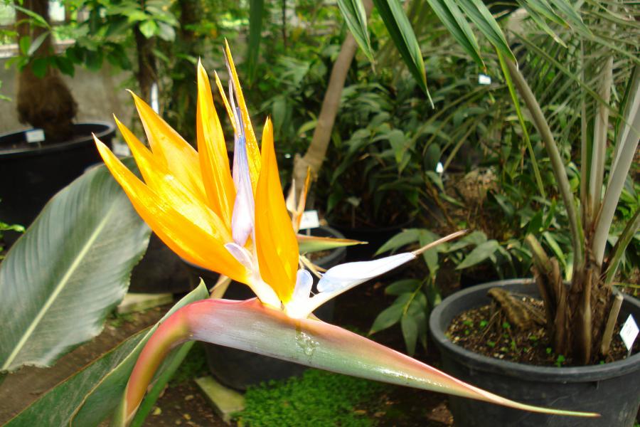 Plantentuin Meise 