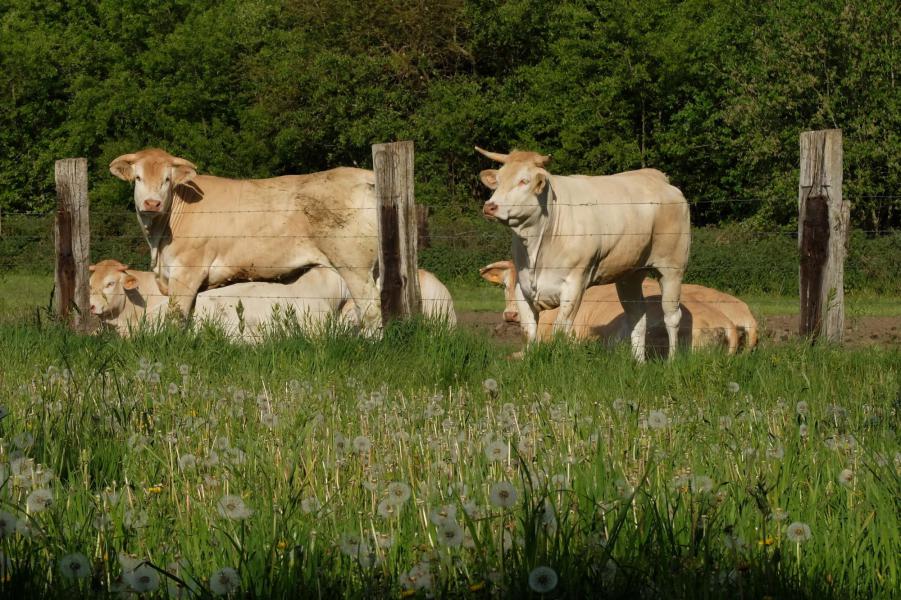 Een prachtige lentedag voor een bedevaart © Pastorale zone Leuven aan de Dijle