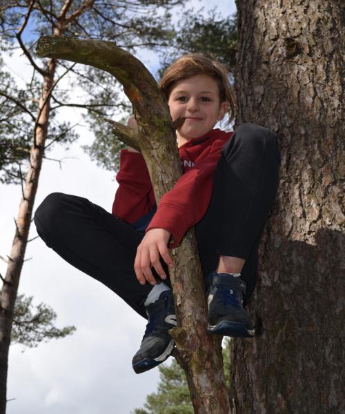Hoog in een boom 