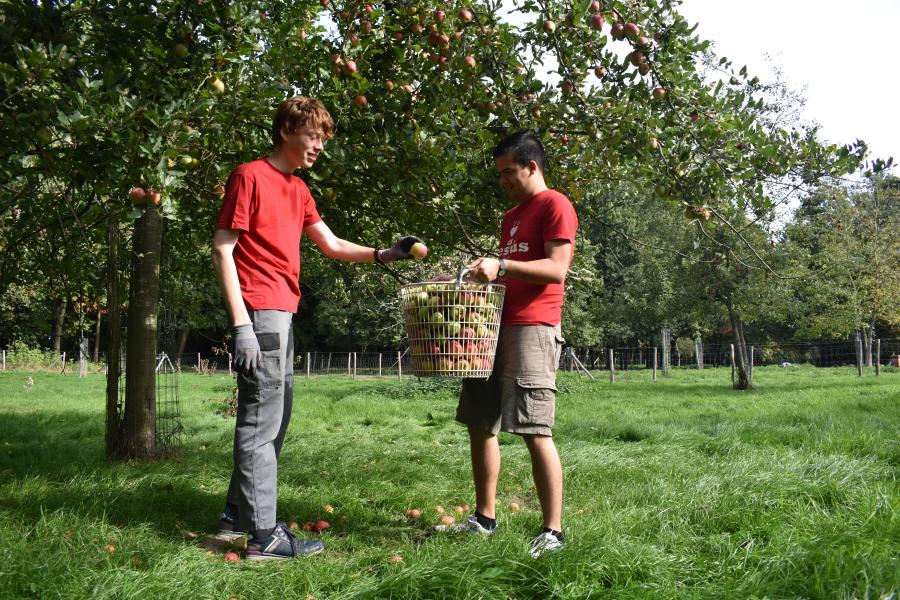 Appels plukken in het park nabij het seminarie  © Johannes 23 seminarie