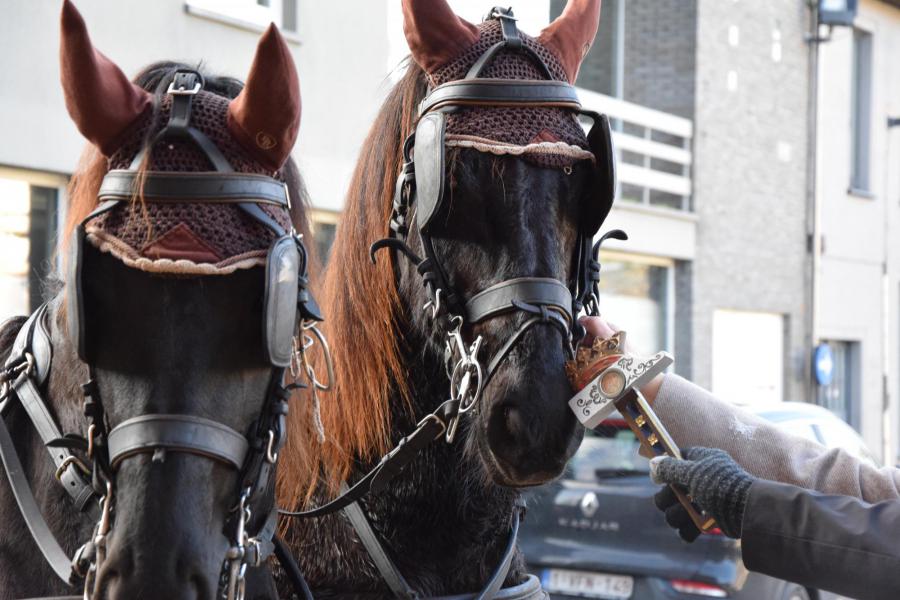 Paardenzegening op Sint-Elooisfeest 