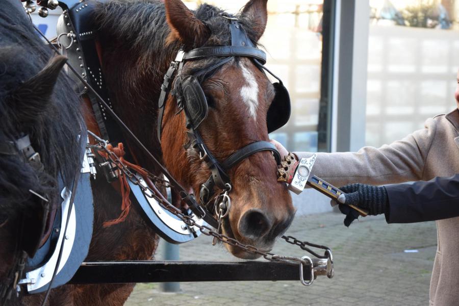 Paardenzegening op Sint-Elooisfeest 