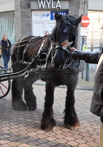 Paardenzegening op Sint-Elooisfeest 