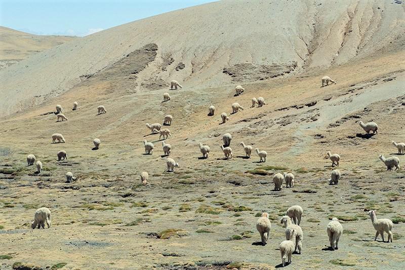 ©MauricioPanozoMontero_BOLIVIA2021_100_SR 