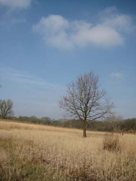 Het Torfbroek van Berg noemt men wel eens de schatkamer van Moeder Aarde. Het is het oudste Belgisch erkend natuurgebied.  © L.J. 