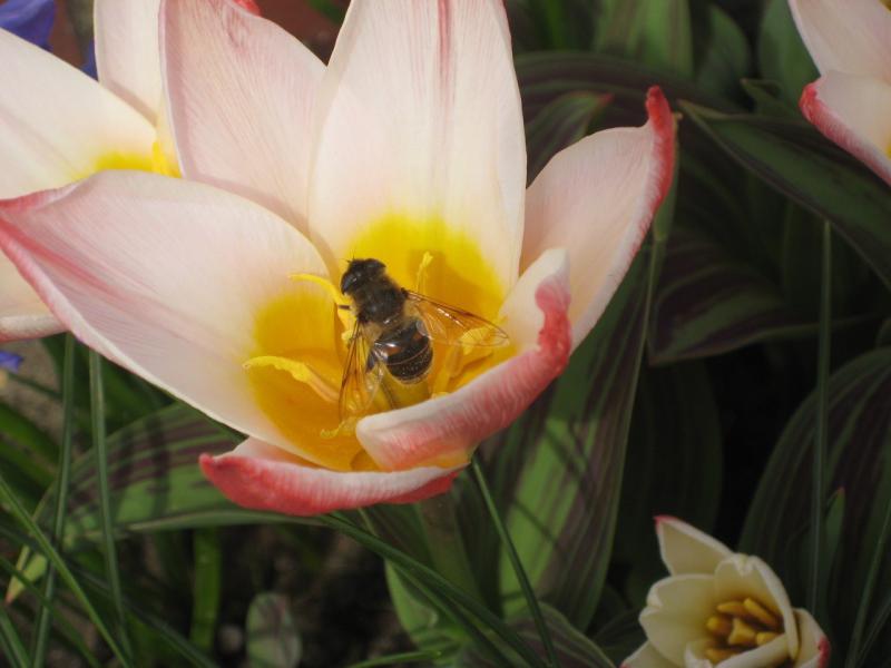Ook bijen houden van bloemen!  © L.J. 