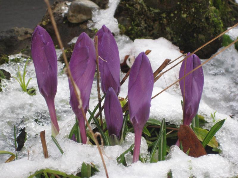 Steeds weer wordt het lente!  © L.J. 