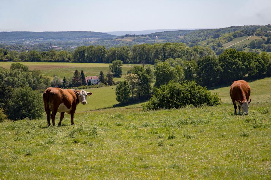 Foto Heuvelland © Pixabay