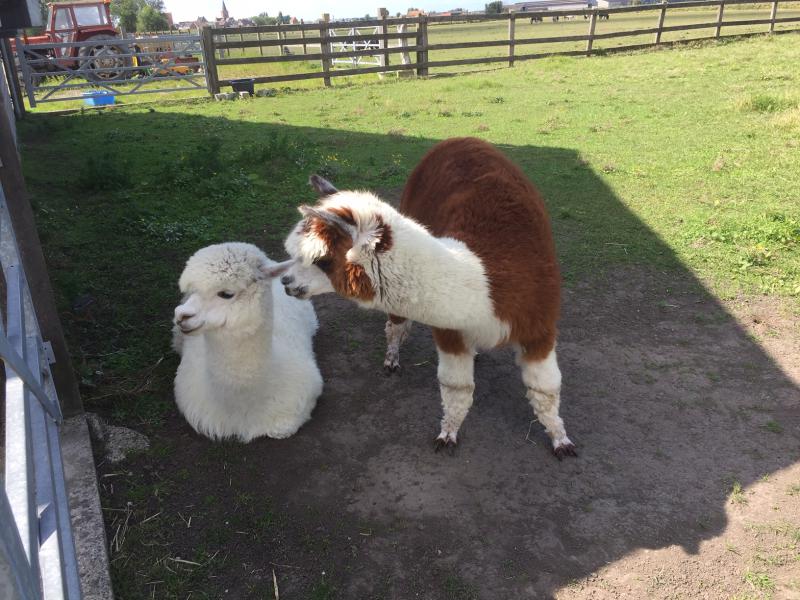alpaca's © bedevaarten
