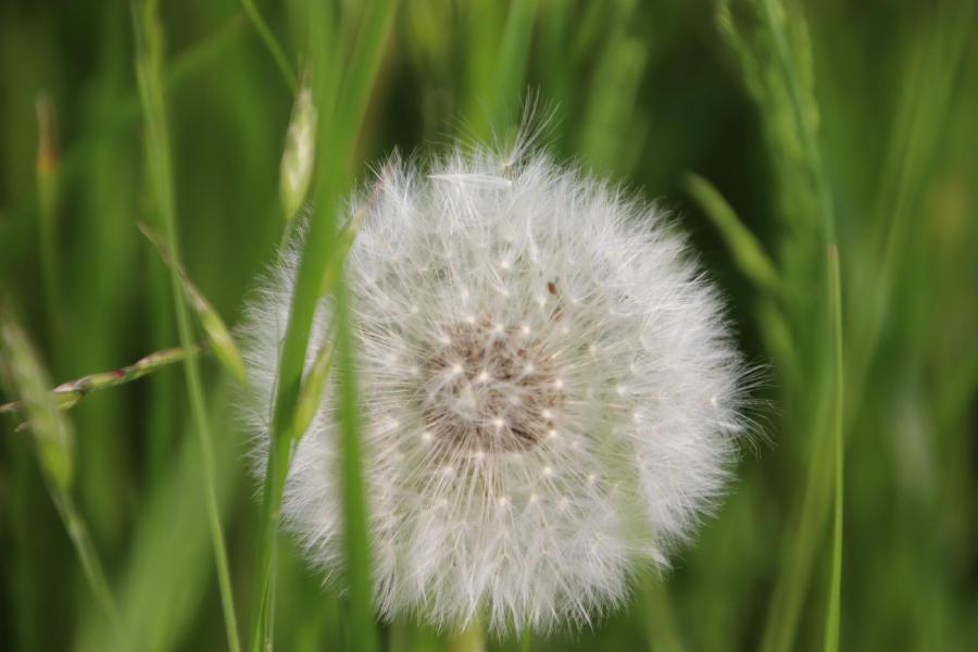 Let us spread a pollen of peace © François Moczara