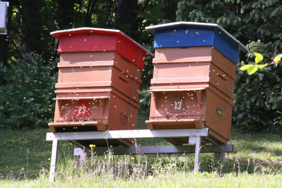 bijenkasten Zwitserland © Mia Verbanck