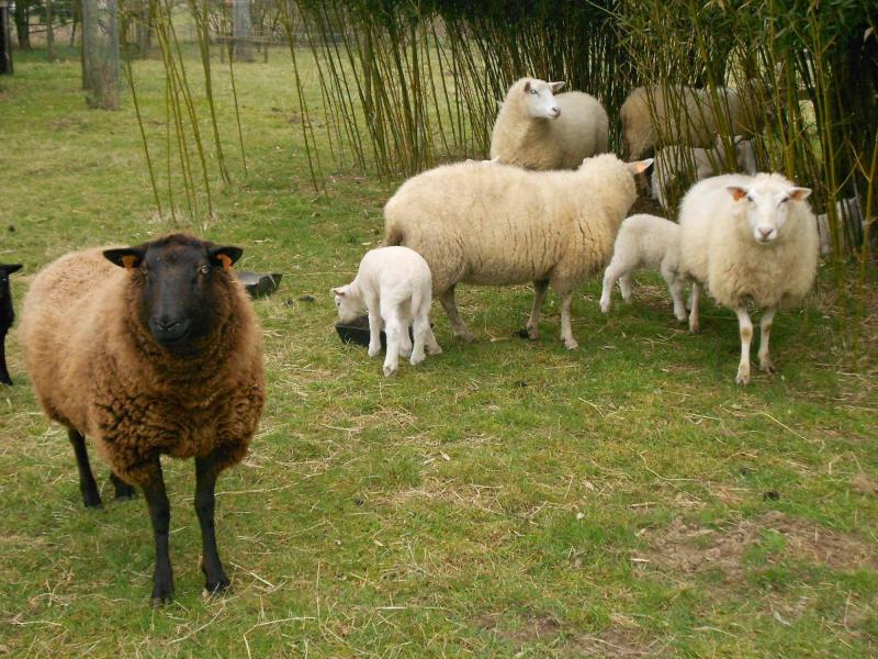 De schapen van 't Herdertje © Peter de Grande