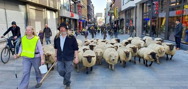 Schapenherder op tocht © PDB