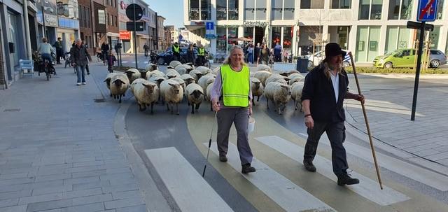 Schapenherder op tocht © PDB