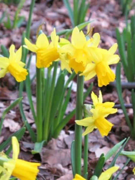 Broederlijk delen bloemen 
