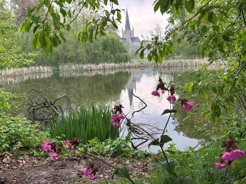 basiliek vanuit bos © zrmm