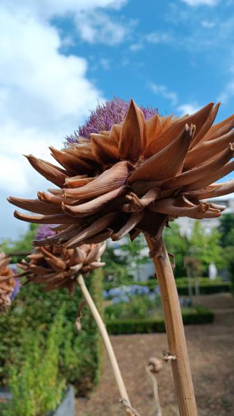 Bloemhoofd © Hilde Baccarne