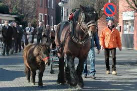 Paardenmarkt 