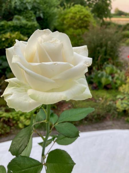 de witte roos © Louisa. 