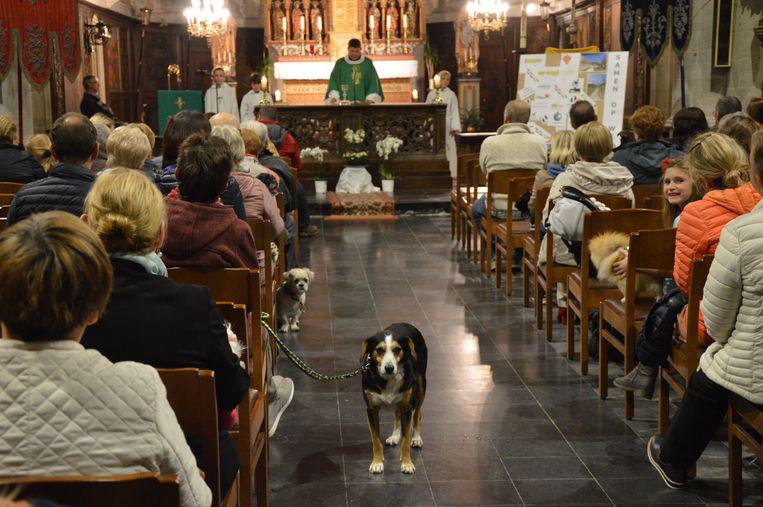 De dierenzegening in de kerk van Appelterre naar aanleiding van Werelddierendag. © Claudia Van den Houte