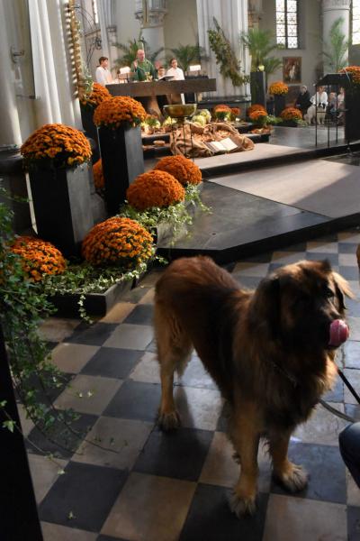Sint-Hubertusviering met dierenzegening © Dieter Nijs