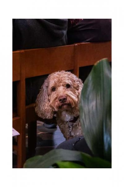 Dierenzegening 2025 4 © @statimvisum