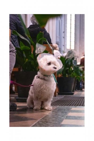 Dierenzegening 2025 3 © @statimvisum