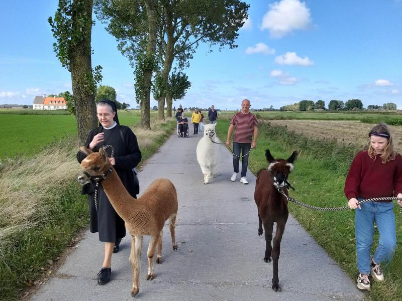 alpaca wandeling © bedevaarten