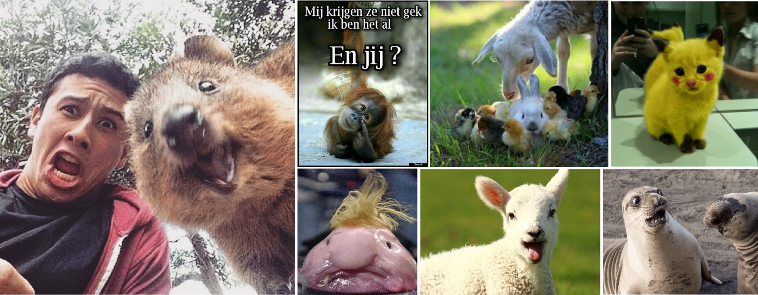 Tijdens één van onze activiteiten probeerden we de tofste dierenfoto's op het internet te vinden! 