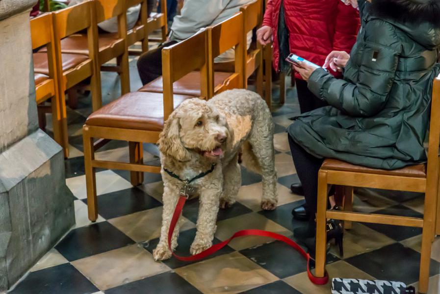 8e Sint Hubertus dierenzegening 2019 © Frans Verwerft