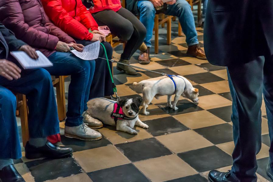 8e Sint Hubertus dierenzegening 2019 © Frans Verwerft