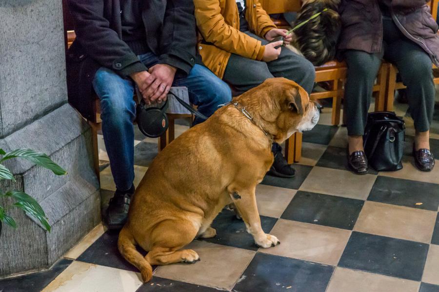 8e Sint Hubertus dierenzegening 2019 © Frans Verwerft