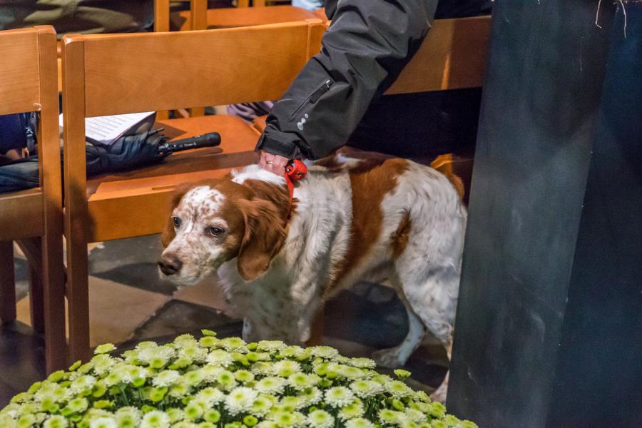 8e Sint Hubertus dierenzegening 2019 © Frans Verwerft