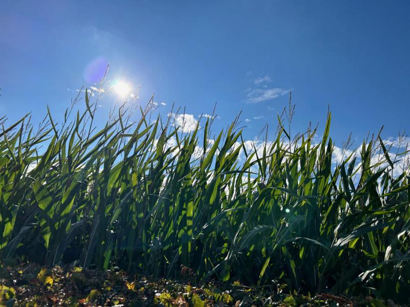 We zijn pelgrims ... op weg! © bedevaarten