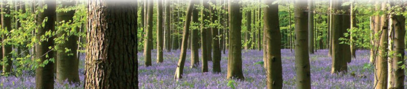 Een nieuwe lente, een nieuw leven voor onze parochies... © Annie Casaer Een nieuwe lente, een nieuw leven voor onze parochies... © Annie Casaer