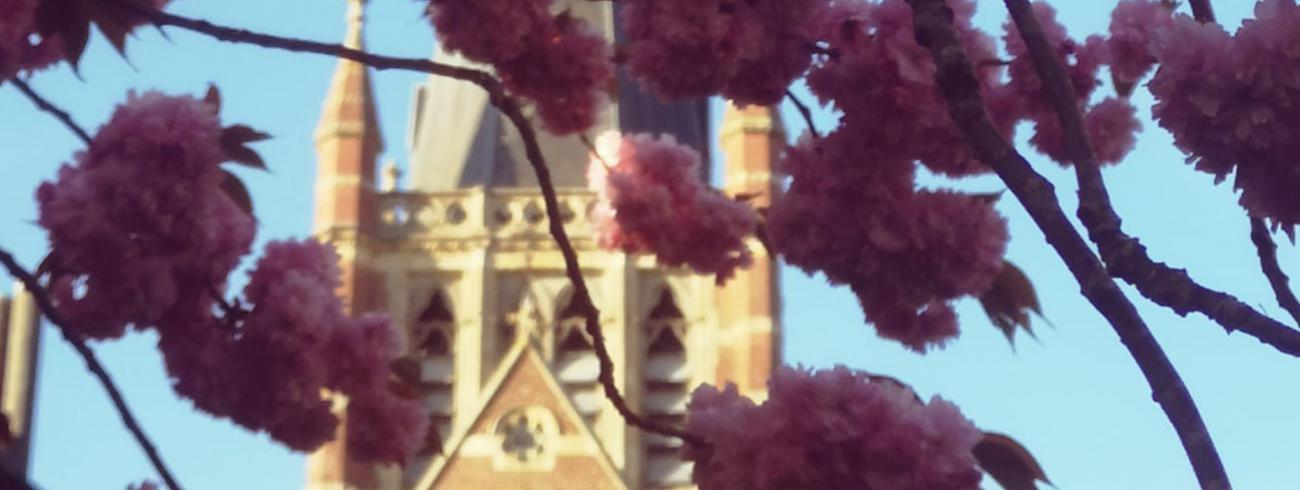 Lente in Dadizele © zrmm