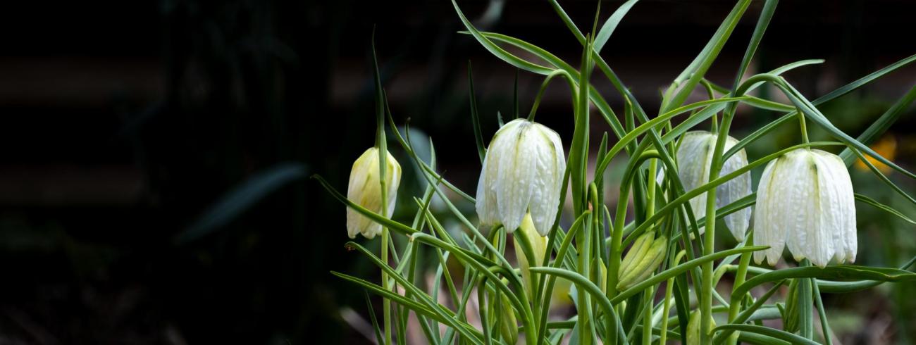 Frittilaria 