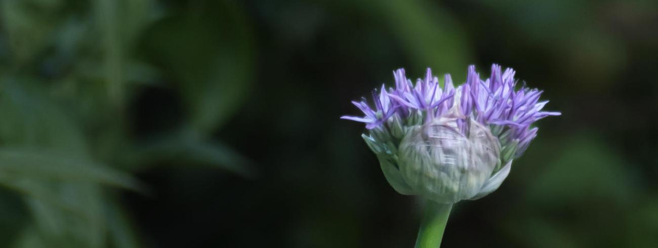 Lente 