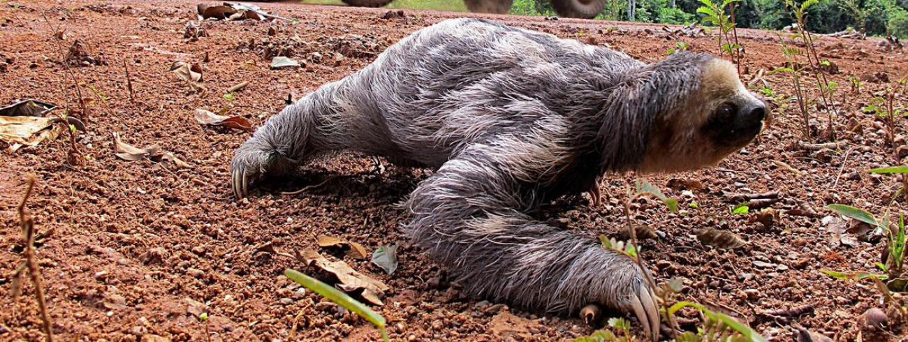 Naarmate door ontbossing de habitat van wilde dieren verkleint, stijgt de kans op contact met die dieren alsook op zoönosen. © rr