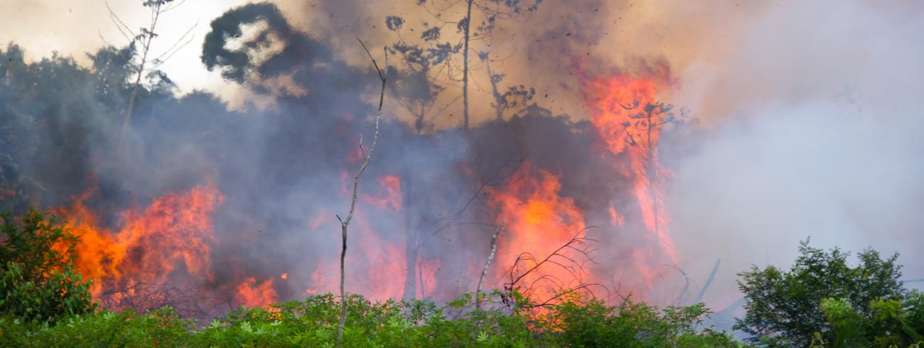 De verwoesting van het Amazoneregenwoud is gedeeltelijk het gevolg van een beleid  dat landbouwers ertoe aanzet woud op te offeren voor veeteelt. © rr