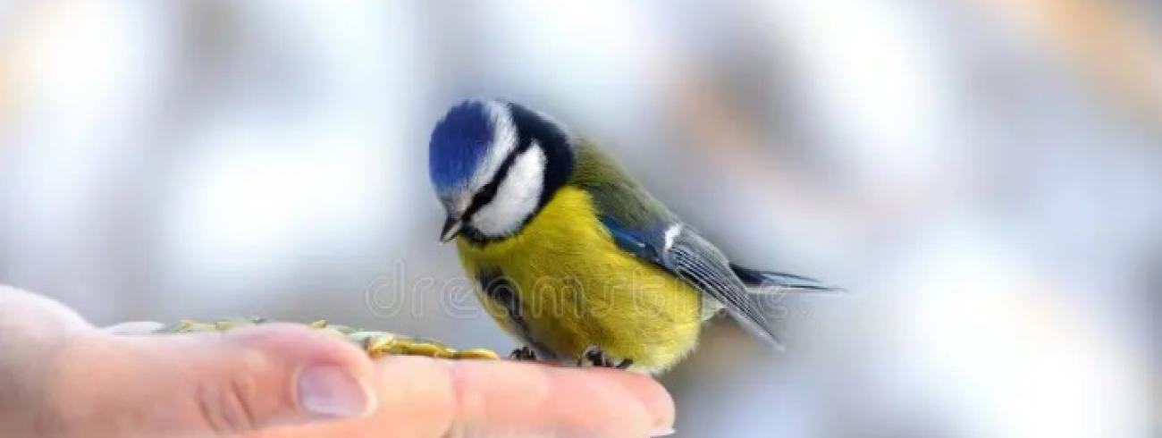 Weest niet bang ! © Dreamsite
