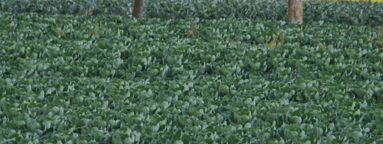 zaaien en oogsten © Federatie Krekedal Kortemark