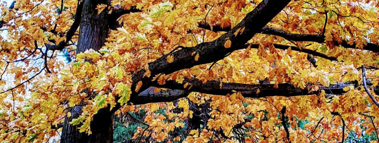 Inspiratie op woensdag © Jolien Vereecke