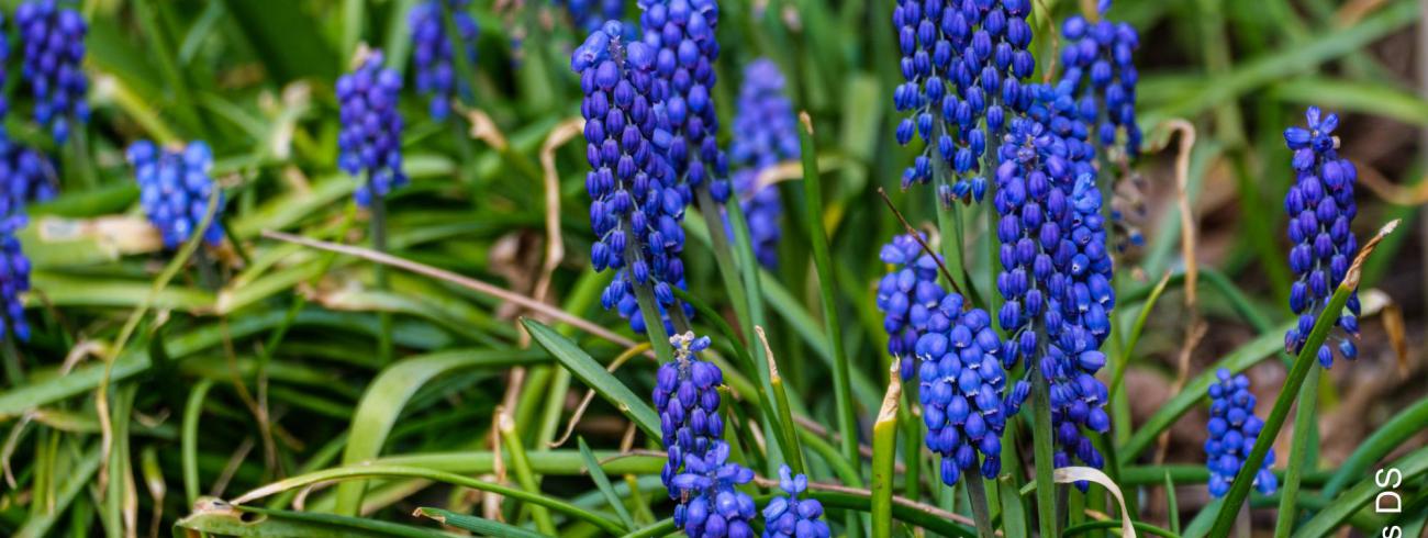 muscari 