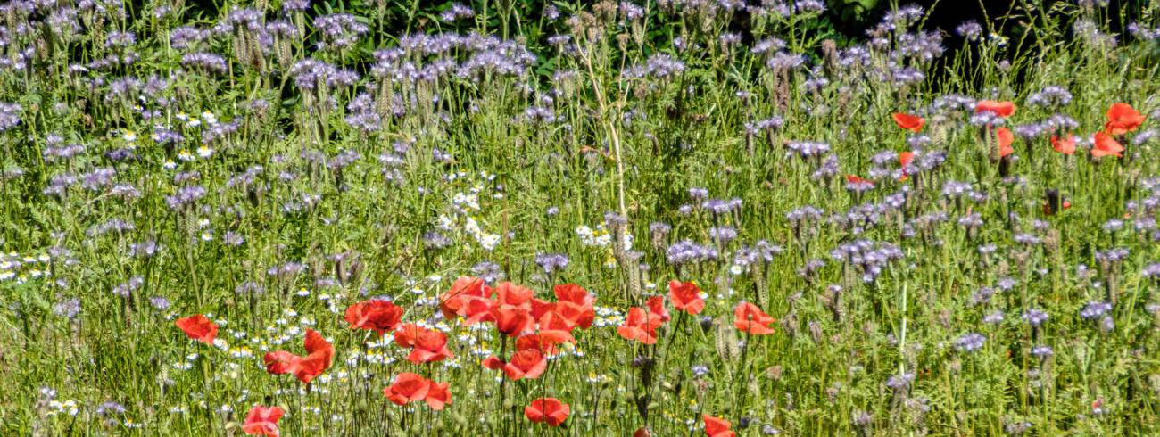 Bloemenweide 