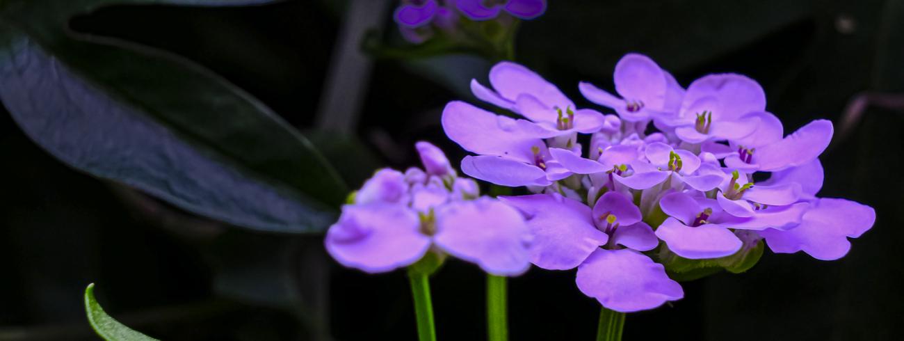 Bloemen 